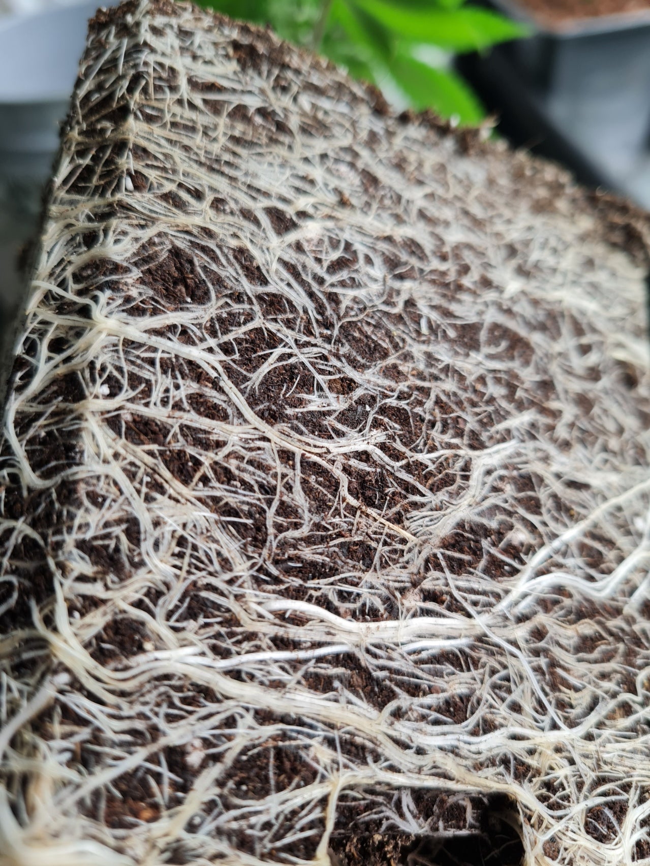 Living Soil Bodenmikrobiologie und Wurzelentwicklung – organisches Wachstumssystem