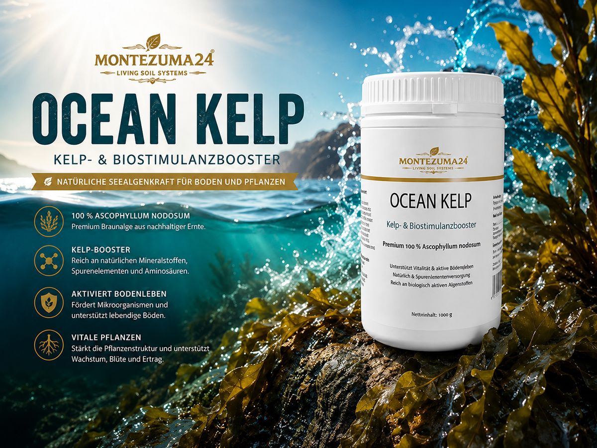 MONTEZUMA24 OCEAN KELP – Kelpmehl aus Ascophyllum nodosum für Living Soil mit Meeresalgen und Produktdose