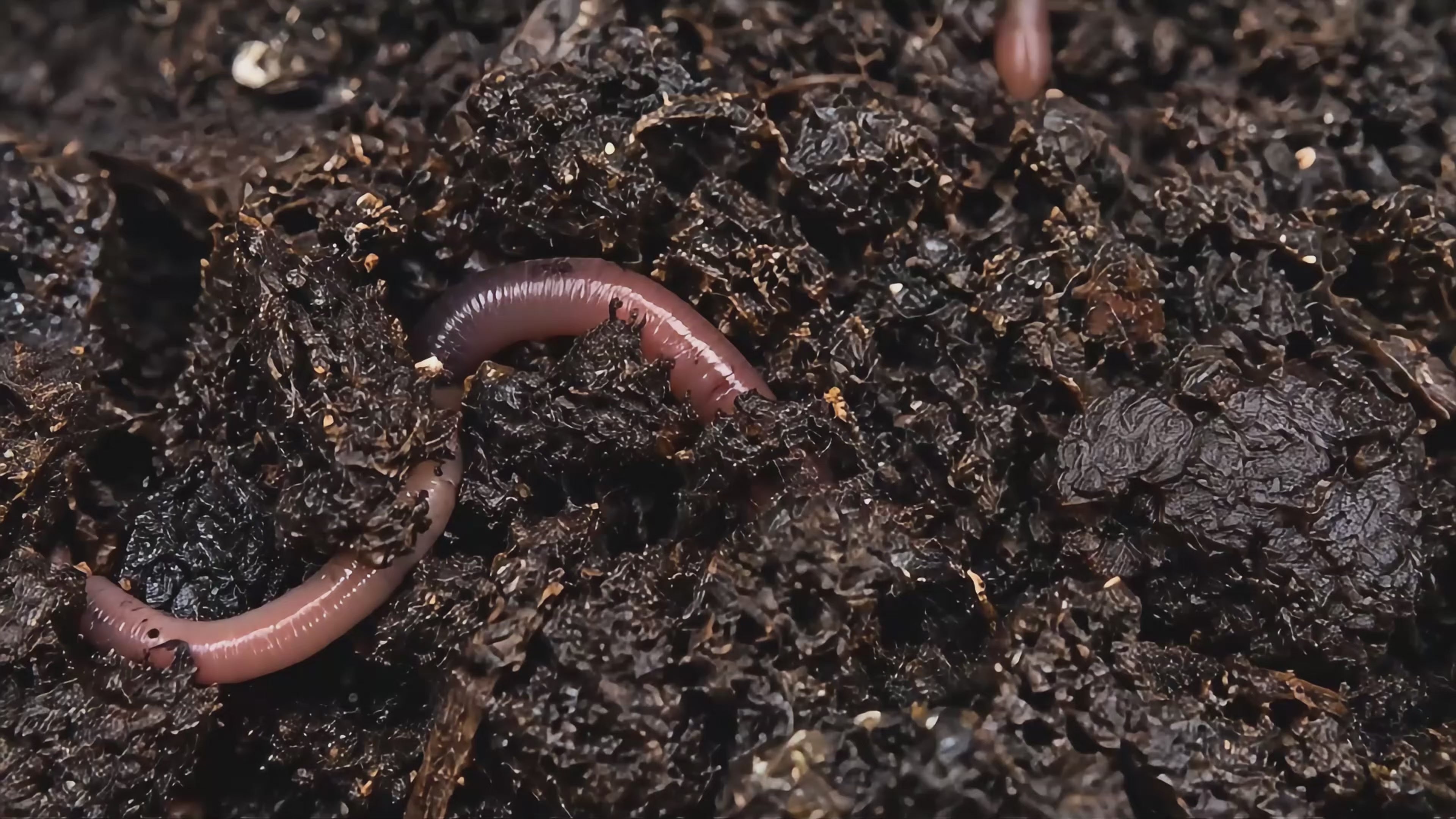 Video laden: Makroaufnahme von lebendigem Living Soil mit Regenwurm, Wurzeln, Mykorrhiza und Mikroorganismen im Boden.